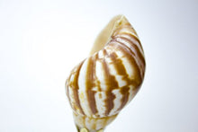 Load image into Gallery viewer, Snail Sea Shell Lamp Finial with Polished Brass Base 3.25&quot;h
