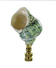 Load image into Gallery viewer, Sea Foam Turbo Sea Shell Finial Polished Chain 3&quot; h
