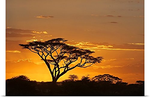 GREATBIGCANVAS 95897_13_60x40_None Entitled Silhouette of Trees in a Field, Ngorongoro Conservation Area, Arusha Region, Tanzania Poster Print, 60