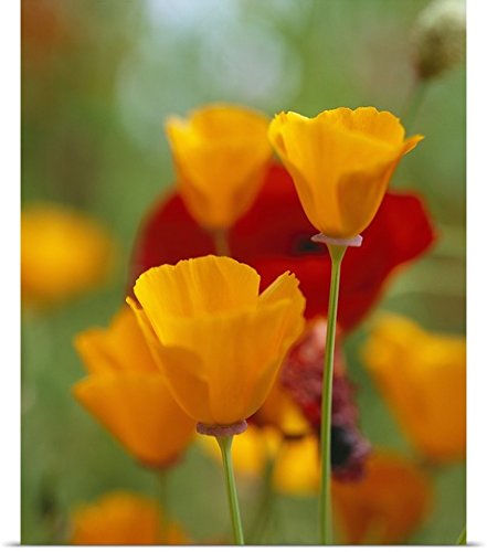 GREATBIGCANVAS Entitled California Golden Poppies and Corn Poppies in a Field, Fidalgo Island, Washington State Poster Print, 45