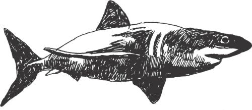Decals - Shark Fish Ocean Sea Water Swimming Animal Boy Girl Children Kids Kitchen Home Decor Image Graphic Mural Design Decoration -  Size 22 Inches X 60 Inches - Vinyl Wall Sticker