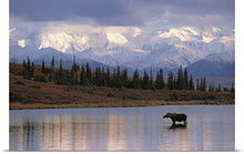 Load image into Gallery viewer, GREATBIGCANVAS Entitled Moose Cow in Wonder Lake Denali NP Interior AK Poster Print, 60&quot; x 40&quot;, Multicolor
