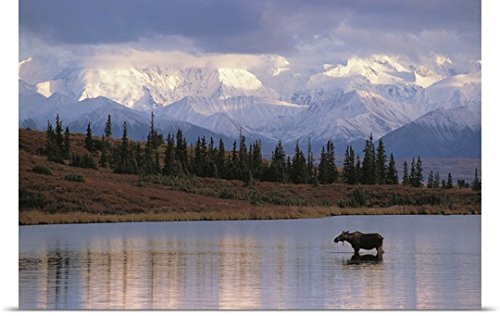 GREATBIGCANVAS Entitled Moose Cow in Wonder Lake Denali NP Interior AK Poster Print, 60