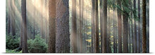 Load image into Gallery viewer, GREATBIGCANVAS Entitled Sunlight Shining Through Trees in a Forest, South Bohemia, Czech Republic Poster Print, 90&quot; x 30&quot;, Multicolor
