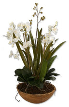 Load image into Gallery viewer, Uttermost Moth Orchid Planter
