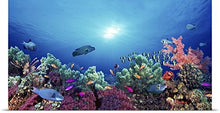 Load image into Gallery viewer, GREATBIGCANVAS Entitled School of Fish Swimming Near a Reef, Indo-Pacific Ocean Poster Print, 72&quot; x 36&quot;, Multicolor
