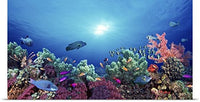GREATBIGCANVAS Entitled School of Fish Swimming Near a Reef, Indo-Pacific Ocean Poster Print, 72
