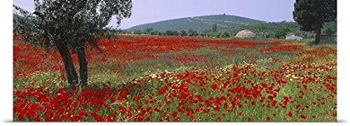 GREATBIGCANVAS Entitled Red Poppies in a Field, Turkey Poster Print, 90