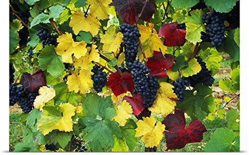 GREATBIGCANVAS Entitled Wine Grapes on Vine, Autumn Color, Willamette Valley, Oregon, United States, Poster Print, 60
