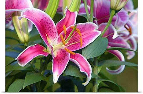GREATBIGCANVAS Entitled Stargazer Lily Flowers in Bloom, Close up, North Carolina Poster Print, 60