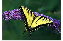 Load image into Gallery viewer, GREATBIGCANVAS Entitled Tiger Swallowtail Butterfly on Blooming Purple Flower Poster Print, 60&quot; x 40&quot;, Multicolor
