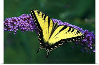 GREATBIGCANVAS Entitled Tiger Swallowtail Butterfly on Blooming Purple Flower Poster Print, 60