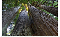 GREATBIGCANVAS Entitled Low-Angle View of Redwood Trees Poster Print, 60