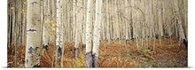 Load image into Gallery viewer, GREATBIGCANVAS Entitled Aspen Trees in The Forest, Aspen, Colorado Poster Print, 90&quot; x 30&quot;, Multicolor
