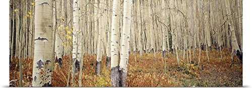 GREATBIGCANVAS Entitled Aspen Trees in The Forest, Aspen, Colorado Poster Print, 90
