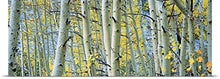 Load image into Gallery viewer, GREATBIGCANVAS Entitled Aspen Trees in a Forest, Rock Creek Lake, California Poster Print, 90&quot; x 30&quot;, Multicolor
