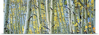 GREATBIGCANVAS Entitled Aspen Trees in a Forest, Rock Creek Lake, California Poster Print, 90
