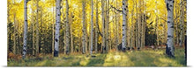 Load image into Gallery viewer, GREATBIGCANVAS Entitled Aspen Trees in a Forest, Coconino National Forest, Arizona Poster Print, 90&quot; x 30&quot;, Multicolor
