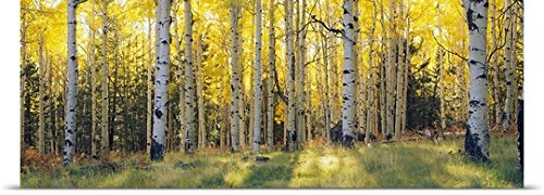 GREATBIGCANVAS Entitled Aspen Trees in a Forest, Coconino National Forest, Arizona Poster Print, 90