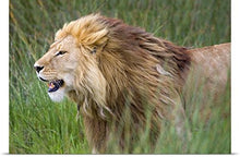 Load image into Gallery viewer, GREATBIGCANVAS Entitled Side Profile of a Lion in a Forest, Ngorongoro Conservation Area, Tanzania Poster Print, 60&quot; x 40&quot;, Multicolor
