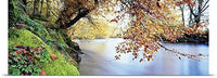 GREATBIGCANVAS Entitled Trees Along a River, River Dart, Bickleigh, Mid Devon, Devon, England Poster Print, 90