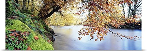 GREATBIGCANVAS Entitled Trees Along a River, River Dart, Bickleigh, Mid Devon, Devon, England Poster Print, 90