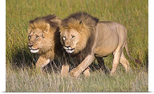 Load image into Gallery viewer, GREATBIGCANVAS Entitled Two Lion Brothers Walking in a Forest, Ngorongoro Conservation Area, Arusha Region, Tanzania Poster Print, 60&quot; x 37&quot;, Multicolor
