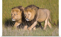 GREATBIGCANVAS Entitled Two Lion Brothers Walking in a Forest, Ngorongoro Conservation Area, Arusha Region, Tanzania Poster Print, 60
