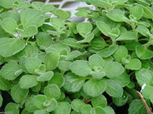 Load image into Gallery viewer, 1000 Seeds Broad Leaf Thyme AKA Cuban Oregano, Spanish Thyme, Mexican Thyme !
