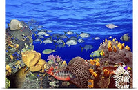 GREATBIGCANVAS Entitled School of Fish Swimming Near a Reef Poster Print, 60