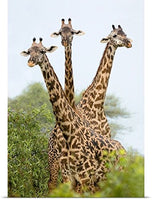 GREATBIGCANVAS Entitled Three Masai Giraffe Standing in a Forest, Lake Manyara, Lake Manyara National Park, Tanzania Poster Print, 40