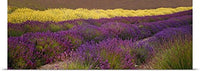 GREATBIGCANVAS Entitled Lavender and Yellow Flower Fields, Sequim, Washington Poster Print, 90
