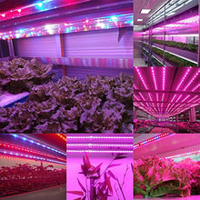 Load image into Gallery viewer, Xunata LED Strip Lights, 16.4ft/5m Plant Grow 300 Units SMD 5050 Red &amp; Blue Greenhouse Hydroponic Lamp 12V (Tube Waterproof IP67, 3 Red:1 Blue)
