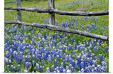 Load image into Gallery viewer, GREATBIGCANVAS Entitled Bluebonnet Flowers Blooming Around Weathered Wood Fence, Texas Poster Print, 60&quot; x 40&quot;, Multicolor
