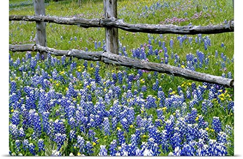 GREATBIGCANVAS Entitled Bluebonnet Flowers Blooming Around Weathered Wood Fence, Texas Poster Print, 60