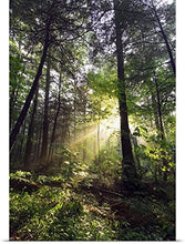 Load image into Gallery viewer, GREATBIGCANVAS Entitled Sunbeams in Dense Forest, Great Smoky Mountains National Park, Tennessee Poster Print, 40&quot; x 60&quot;, Multicolor
