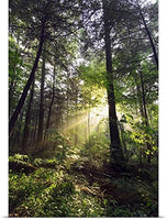 GREATBIGCANVAS Entitled Sunbeams in Dense Forest, Great Smoky Mountains National Park, Tennessee Poster Print, 40